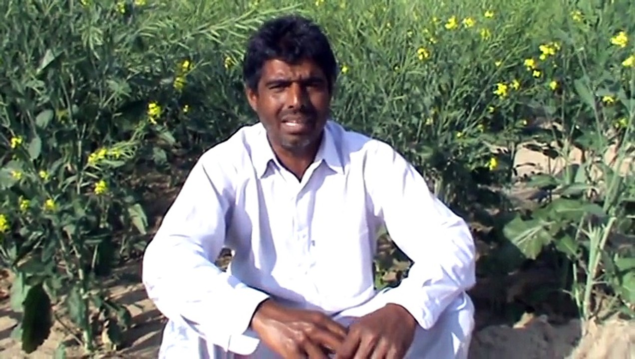 Amli