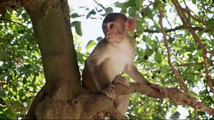 The Human Spark-  So Human So Chimp (Episode 2)