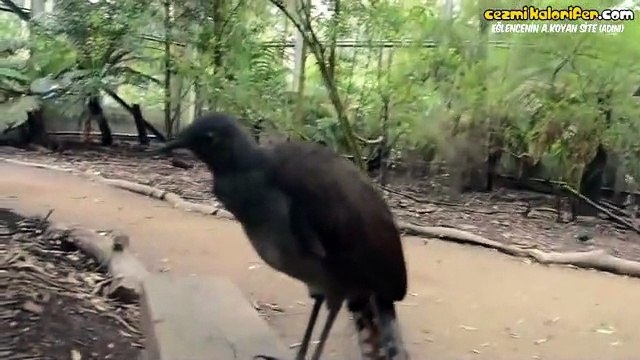 Eski Oyuncak Tabancalar Gibi Ses Çıkaran Kuş