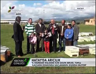 Bal Arıcılığı - Hatay Balı ve Hatay Arıcıları - 4. Bölüm
