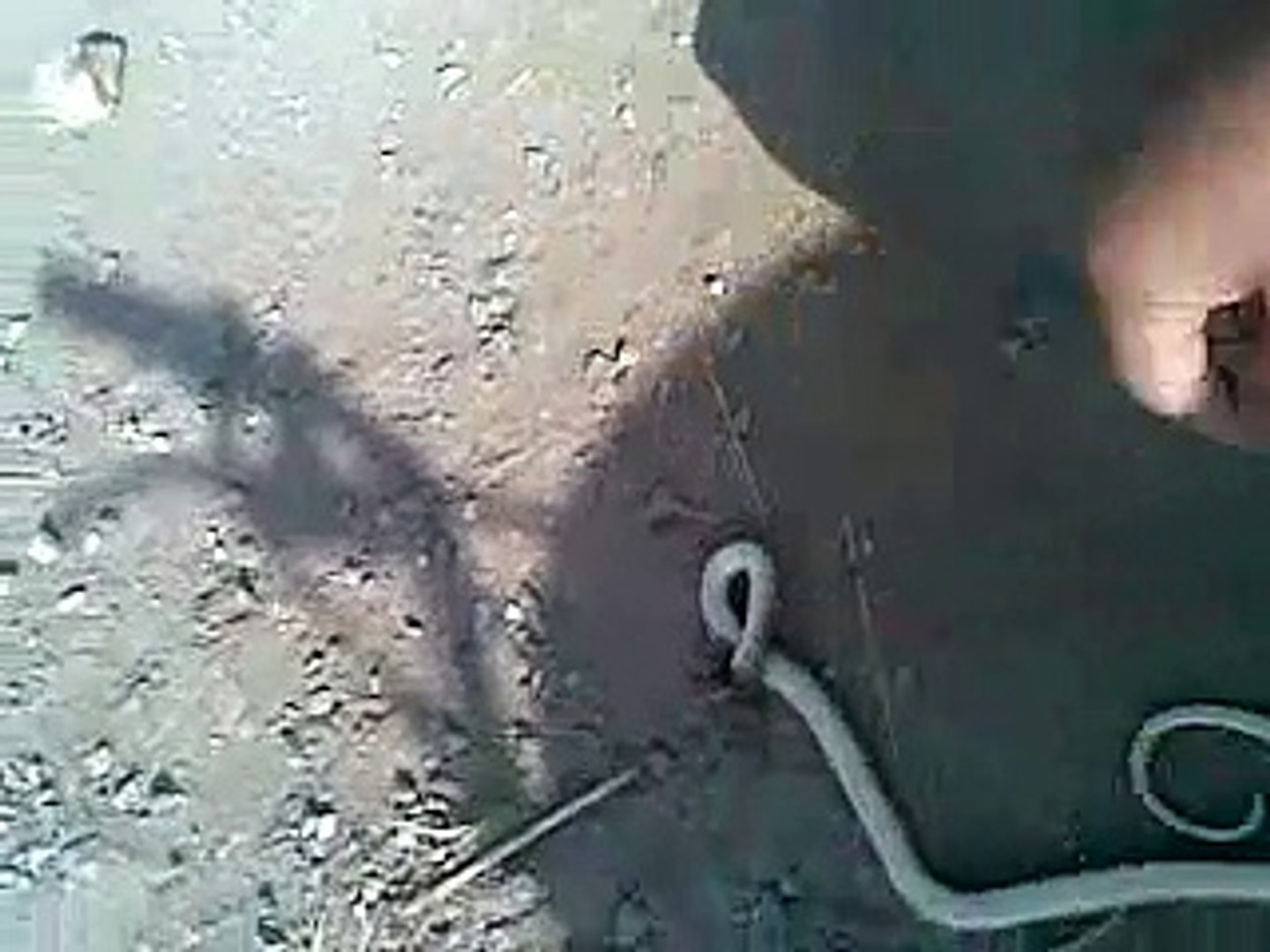 pakistani awam