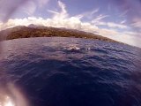 Paddling with whales - épisode II