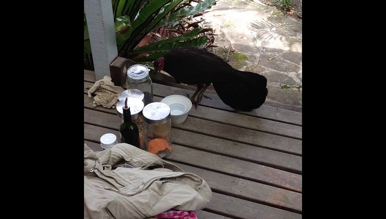 Brushturkey