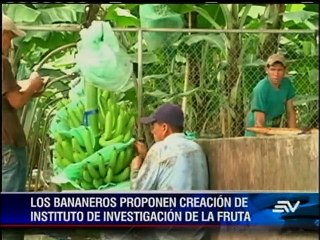 Bananeros ecuatorianos quieren superar su producción para el 2015