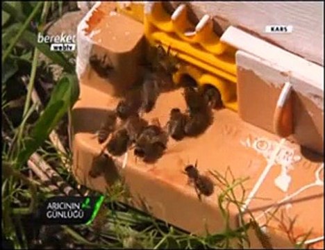Bal Arıcılığı - Kars ve Ağrıda Arıcılık ve Bal Üretimi- 6. Bölüm