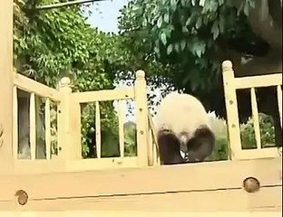 It s Funny    Playful Pandas