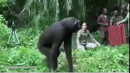 How Could Anyone Doubt Animals Don t Have Deep Emotions    Beautiful Moment