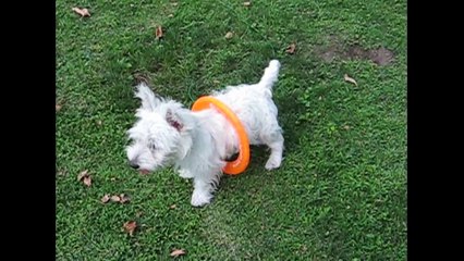 [+18 ~ Sexy Funny Girl]Ring Around The Doggy