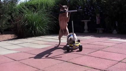 [+18 ~ Sexy Funny Girl]Dog Pushes Cat On Scooter