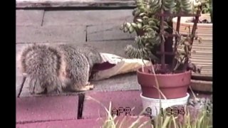 [+18 ~ Sexy Funny Girl]Hungry Squirrel Vs. Bag