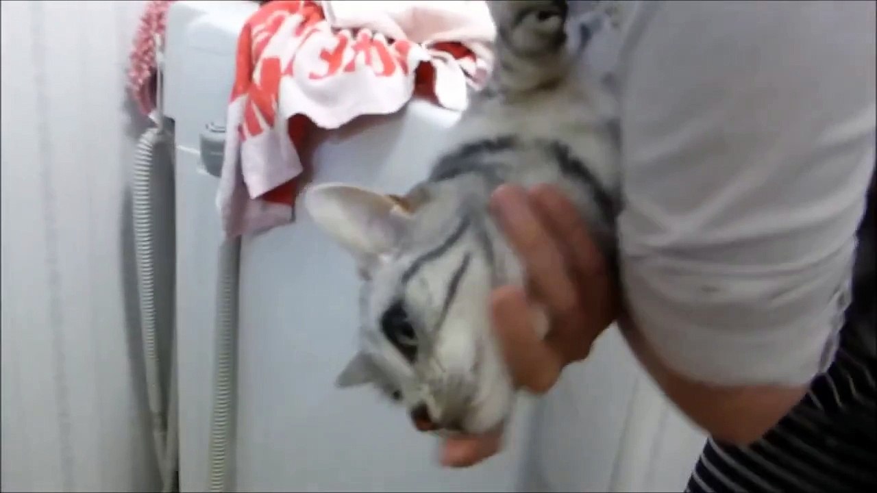 苅込敦士もメロメロ～お風呂がとっても嫌いなネコちゃん～