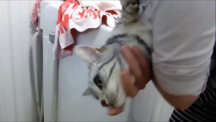 苅込敦士もメロメロ～お風呂がとっても嫌いなネコちゃん～