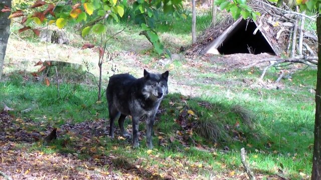 Hurlement des loups au parc de sainte croix 08 11 2014