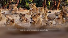 The social behaviours of lions