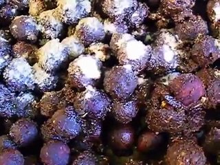 BIG CARP BAIT RECIPES HOMEMADE BOILIE RECIPE SECRETS BAITBIGFISH TV IMPROVING ALL YOUR BOILIES FAST!
