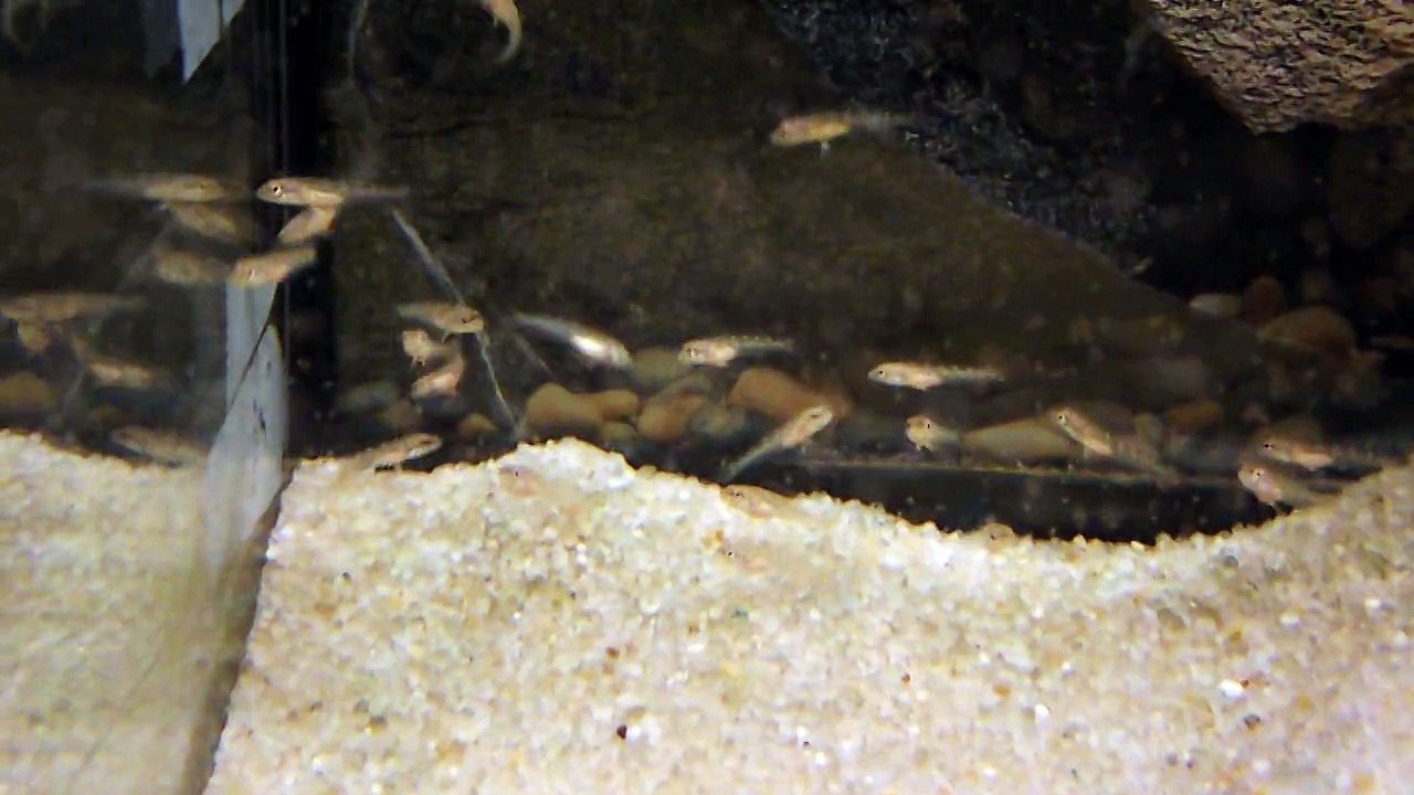 Alevins Teleocichla centrachus 11 novembre 2014