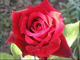 Hasan Dursun - Muhammede Gidemedim