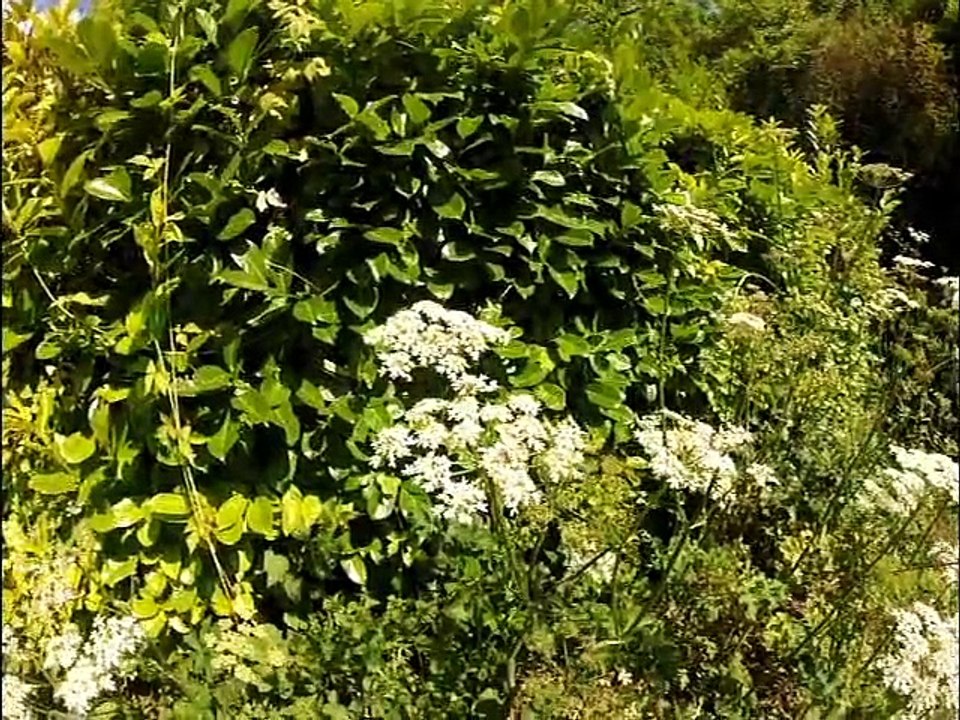 Beeflow : Récolte et extraction du miel des ruches parrainées par Auchan Osny