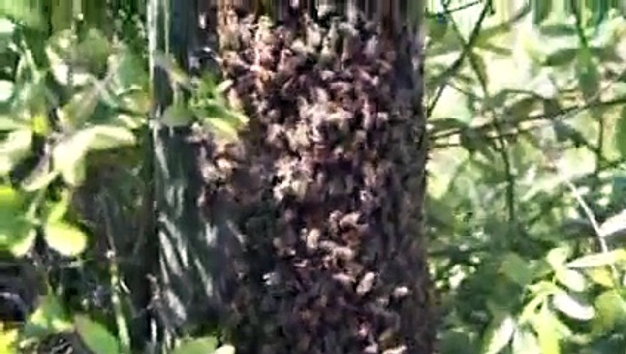 Arı Oğulunun Elleri İle Kovana Koyuyor