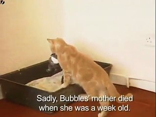 Une chatte recueille un lapin dont la maman est morte