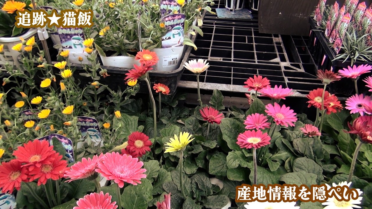 これは福島産の花なのか？