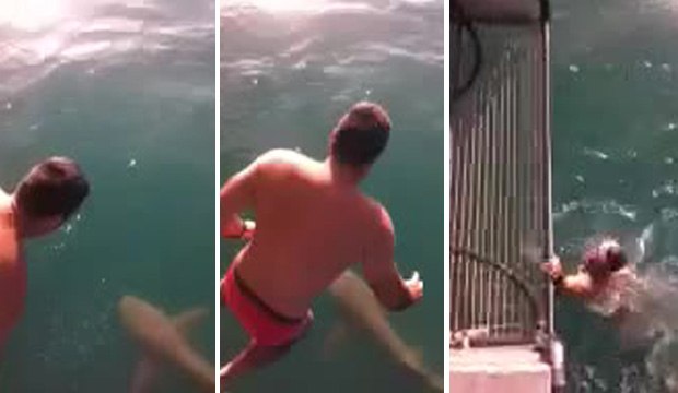 Un homme saute sur un requin tigre