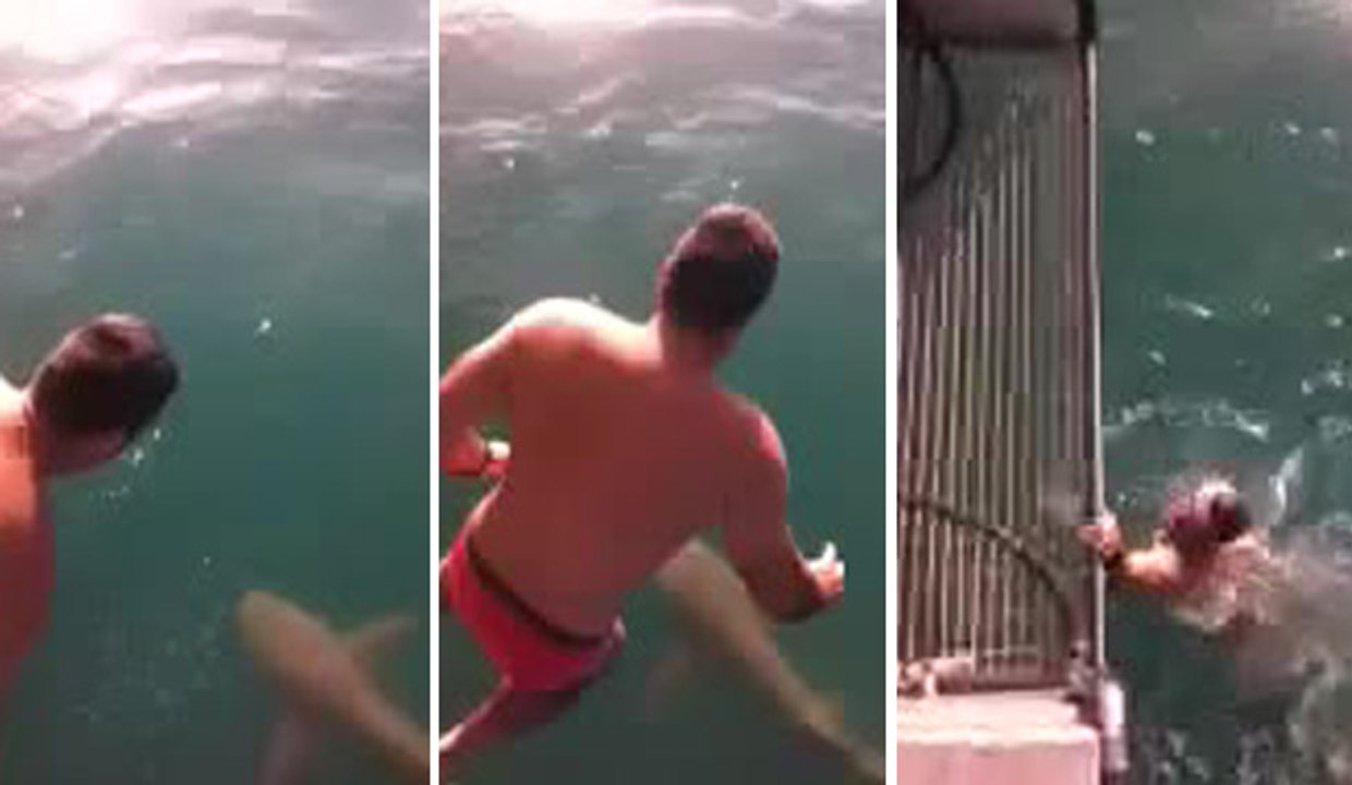 Un homme saute sur un requin tigre