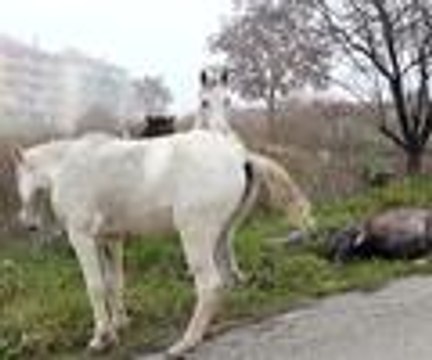 Yaralı atı yalnız bırakmadılar