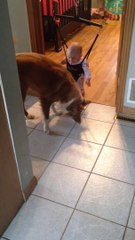 Dog Teaches Baby How To Bounce In Bouncy Chair