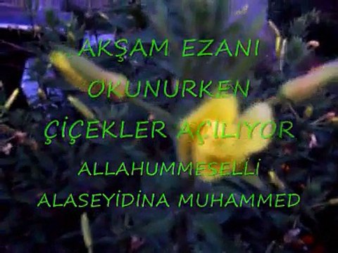 Ezan çiçeği-Akşam Ezanı okunurken açan çiçek