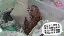 Adorable Newborn Pangolin Baby in Taipei ZOO!