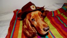 Ozzie Loves Country / Spijkenisse 2014