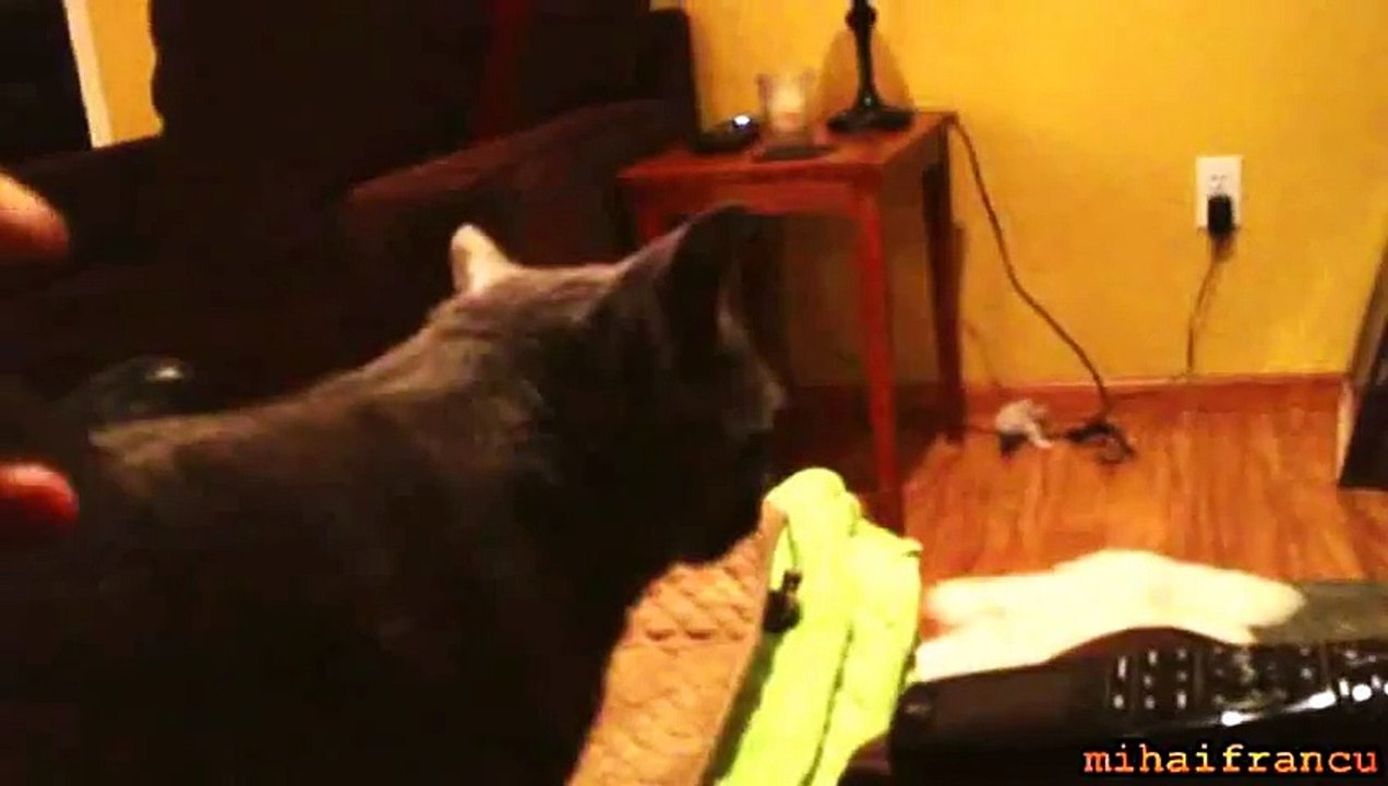 Le chat au regard dramatique