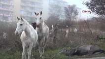Edirne Başıboş Atlar Tehlike Yaratıyor