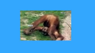 funny-World Best Funny Amazing Animals show comedy Videos