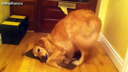 La réaction des chiens face à un citron