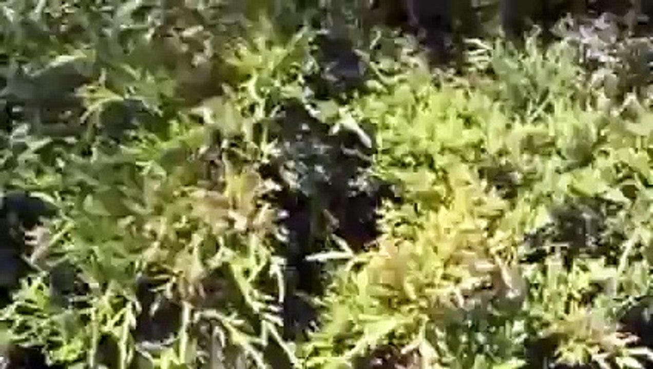 Arının Oğul Vermesi ve Kovana Yerleştirme