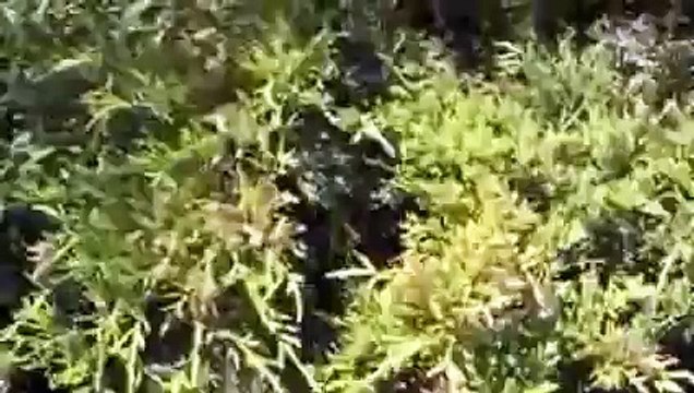 Arının Oğul Vermesi ve Kovana Yerleştirme