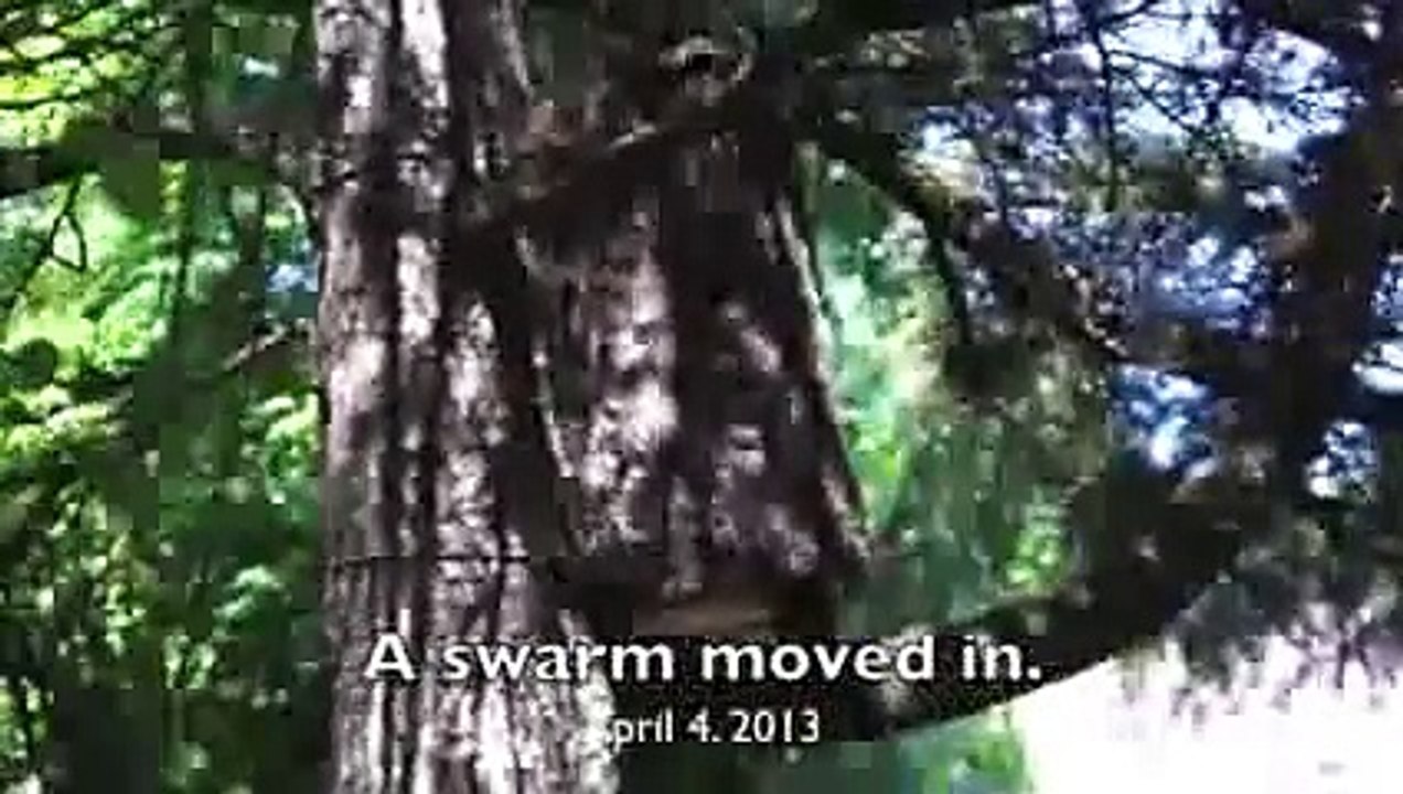 Ağaçta Bulunan Karakovan Arıların Girmesi