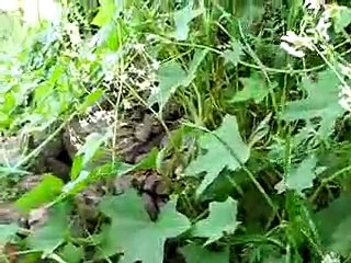 Bal Arıların Zorluş Şartlarda Ağaç Kovuğunda Çalışması