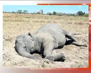 Vehicle Driving Simulator - Dunya TV