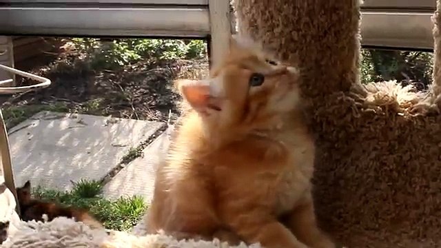 Siberian kittens 6 weeks old