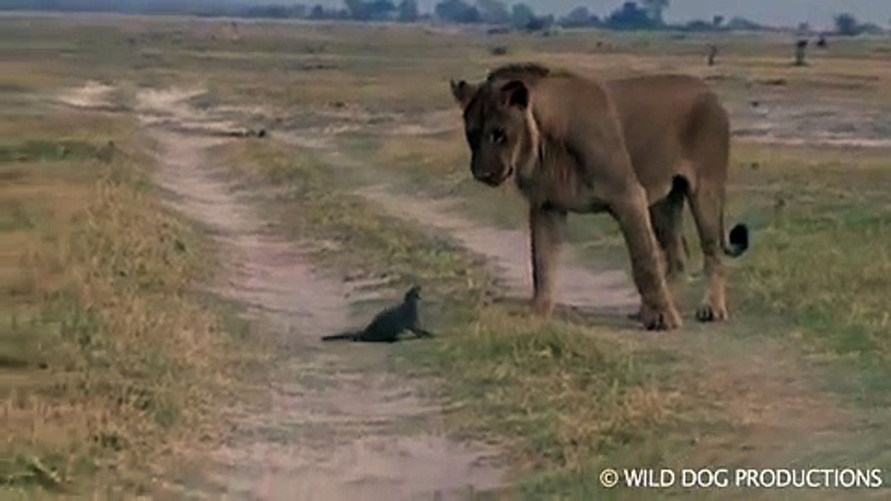 Lion and mongoose attack