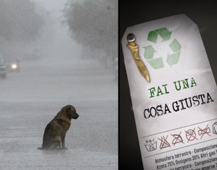 non abbandonare gli animali! | FAI UNA COSA GIUSTA