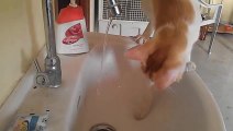 Cat washes his paws in the sink