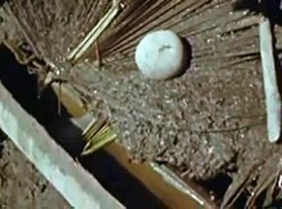 Anthro-biological mission in East Timor (part 4), 1953