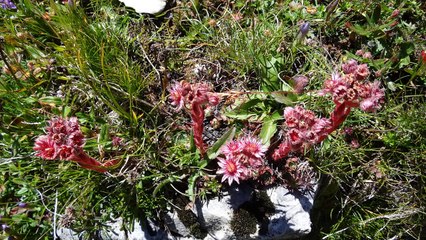 Angon, Peisey-Nancroix, Pérouges