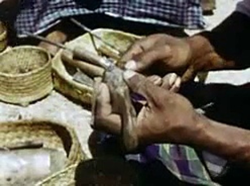 Anthro-biological mission in East Timor (part 9), 1953