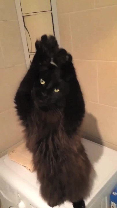 The belly dancing cat