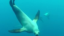 Sea lion attacks diver off California coast